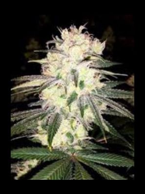 Elev8 Seeds - Tahquitz OG