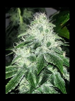 Elev8 Seeds - Tangerine Cookies