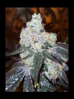 Elev8 Seeds - Thin Mint Girl Scout Cookies