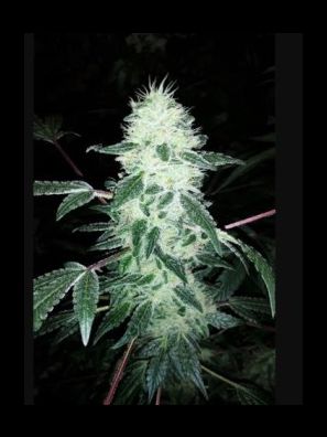 Elev8 Seeds - UK cheese