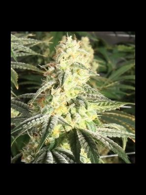 Elev8 Seeds - XTC OG aka Cookies & Kush