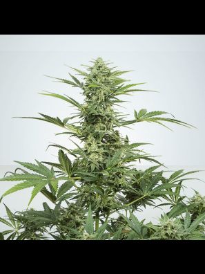 Southseeds - Watermelon