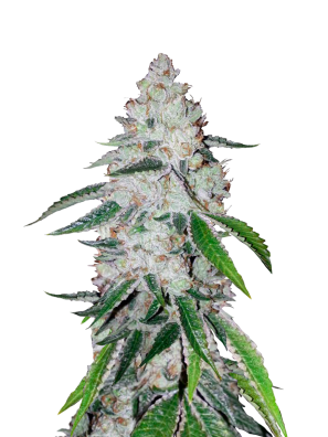 FastBuds - West Coast O.G. Auto