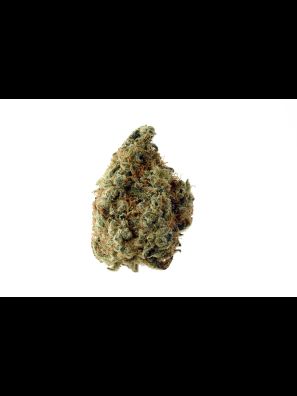 Amsterdam Genetics - White Choco