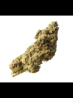 Amsterdam Genetics - White Choco Haze