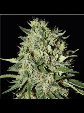 Southseeds - White Widow A/F
