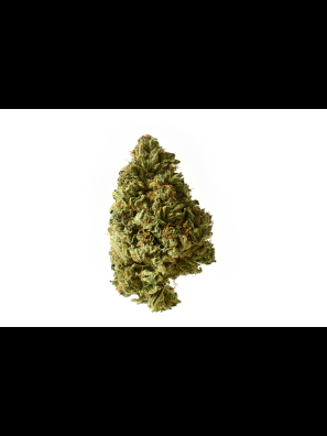 Amsterdam Genetics - White Choco Autoflower