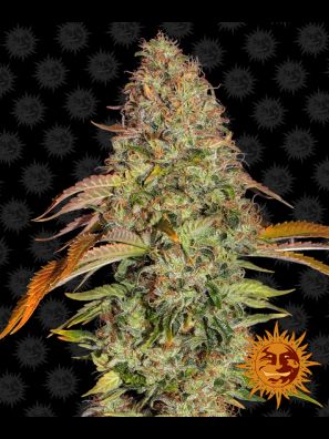 Barneys Farm - Zkittlez OG Auto