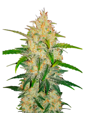 FastBuds - Zkittlez Auto